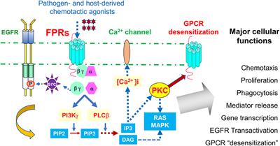 The Contribution of Chemoattractant GPCRs, Formylpeptide Receptors, to Inflammation and Cancer